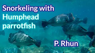 Humphead Parrotfish - P. Rhun, 4K