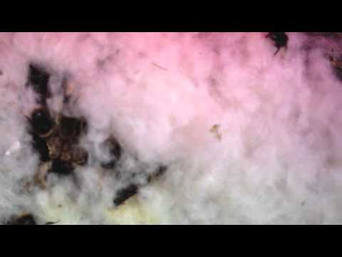 Moving A Live Wild Blebee B Pratorum Nest Video Diary You Moving A Live Wild Blebee B Pratorum Nest Video Diary