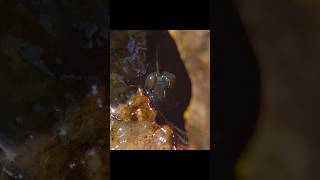 Courtship also requires perseverance #animals #wildlife #short #video