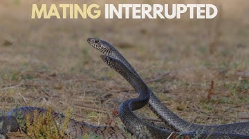 Wild Encounters: When a Bigger Male Snake Joins the Mating Chase #ratsnake