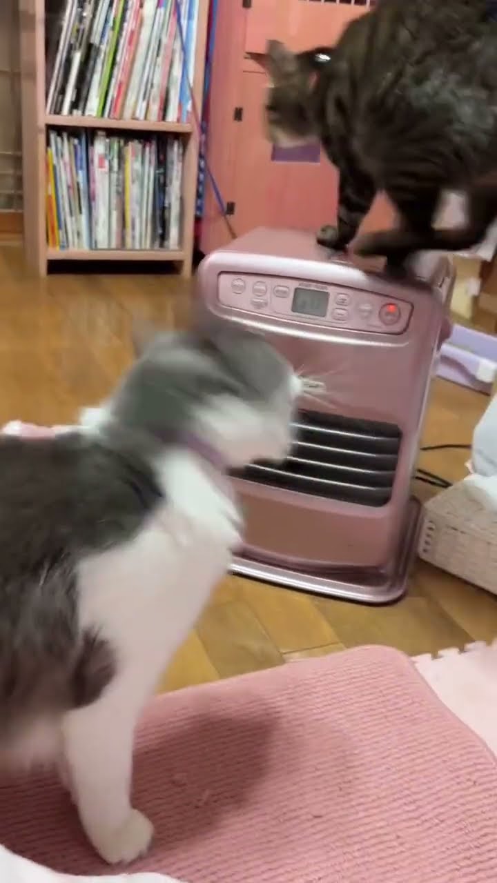 Funny  cats ?????????????