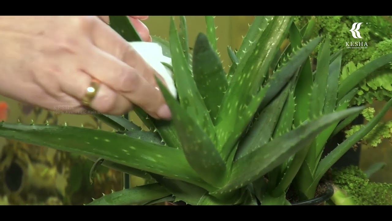 Kesha Hair Oil | Ayurvedic Hair Care for Hair Growth, Dandruff & Hair Fall Control