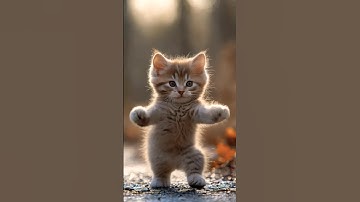 Cat Dance Motorcycle #cat #motorcycle #dance #catdance #trending #ai