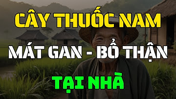 9 cây thuốc nam mát gan bổ thận tốt nhất quanh nhà mà bạn không ngờ đến