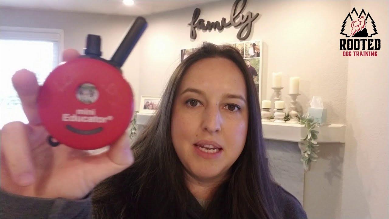 How to Fit an ECollar l Rooted Dog Training YouTube