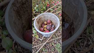 Dünger für den Garten, organische Jauche