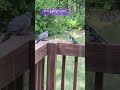 August 10, 2025 #trending #birds