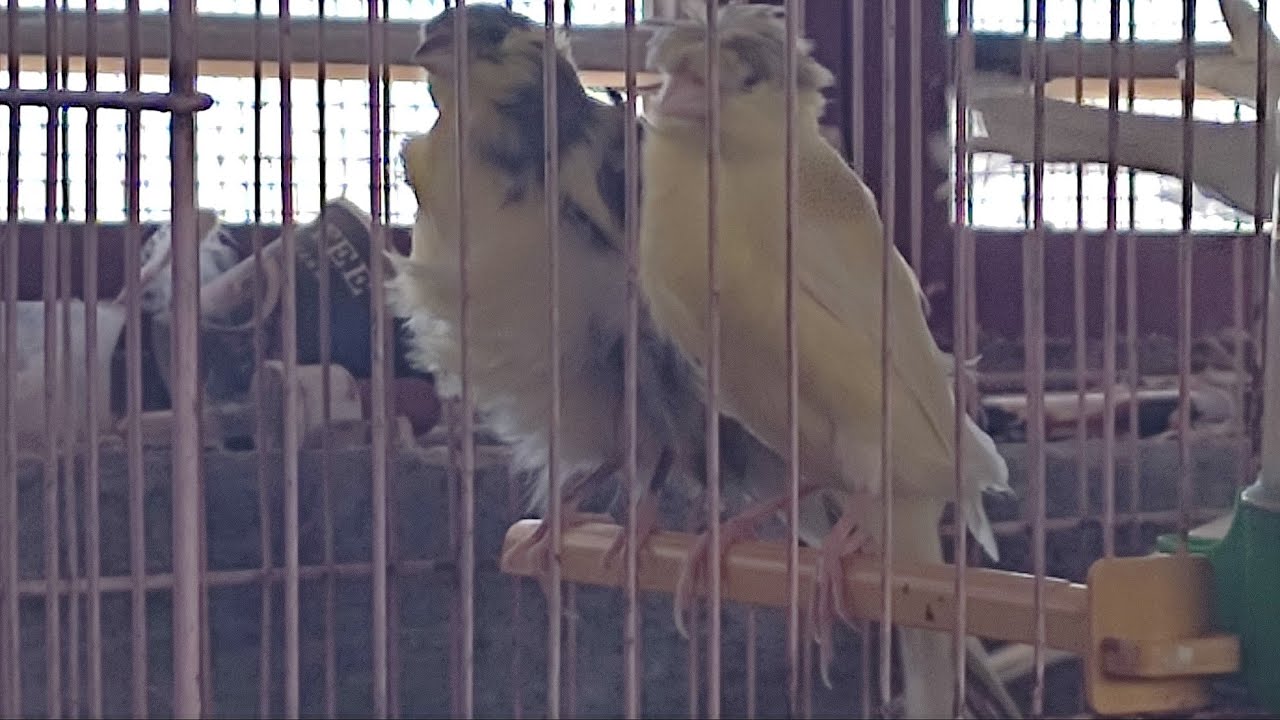 متى يبدأ موسم تفريخ الكناري والحسون؟!ومتى ينتهي؟وما مخاطر الصيف والشتاء كل هذاوأكثر تابعوا للنهاية