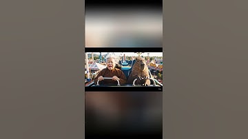 Capybara cùng bà chơi tàu lượn siêu tốc độ #capybara