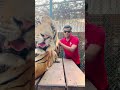 Tiger show