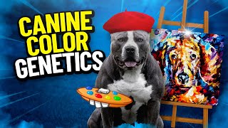 Champ Gio | Dog Coat Color Genetics Explained | Dog Color Genetics | Dog Coat Colors