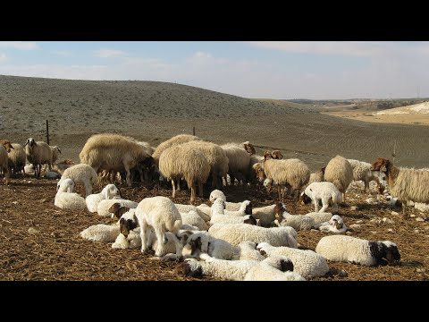 וִידֵאוֹ: איך מגדלים כבשים