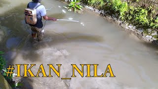 Strum Ikan Nila Lokasi Sungai Pinggir Pemukiman