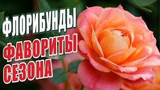 РОЗЫ ГРУППЫ - ФЛОРИБУНДЫ - ФАВОРИТЫ СЕЗОНА