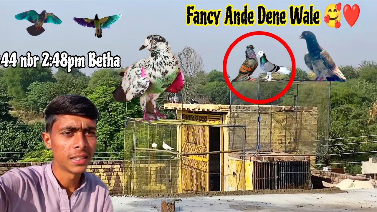 Сегодня все голуби были пойманы 🔥