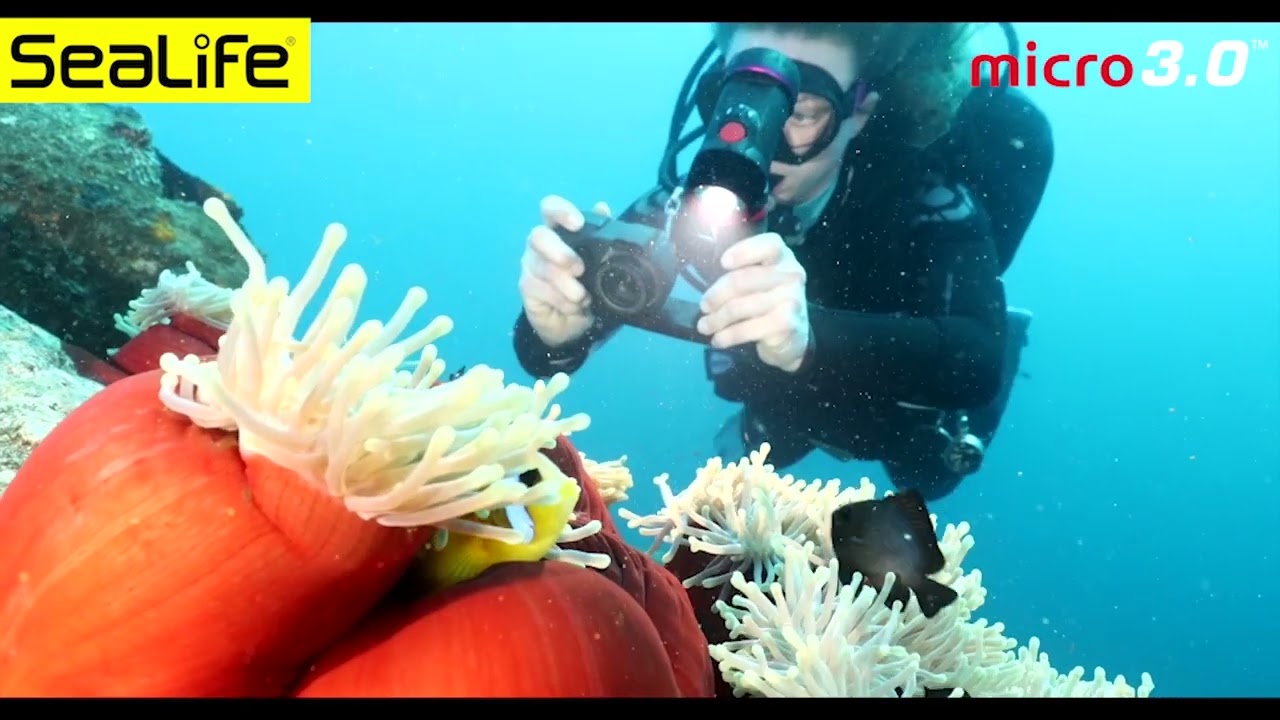 Best Divers GUANTO PROFESSIONAL ARGENTO