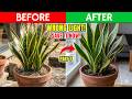Snake Plant Care Tips: Summer vs Winter Watering & Light Guide | Snake Plant Tips