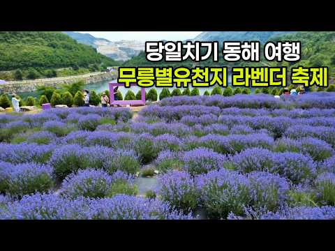 동해 무릉별유천지 라벤더 축제  | 강원도 동해 당일치기 여행