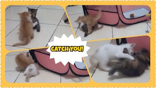 @cc.cutecats PLAYING CATCH AND RUN #cat #kitten #kitty #kucing by CC.CUTECATS 334 views 3 weeks ago 2 minutes, 53 seconds