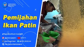 Spawning of Patin Fish #Aquaculture #insight 08