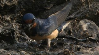 Barn Swallow screenshot 5