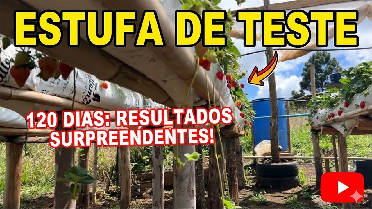 Estufa de Morango com Mudas Nacionais: 120 Dias de Cultivo e 100kg Colhidos | Resultados Reais