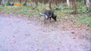 Danmarks Bedste Politihund 2014 Danmarks Bedste Politihund 2014