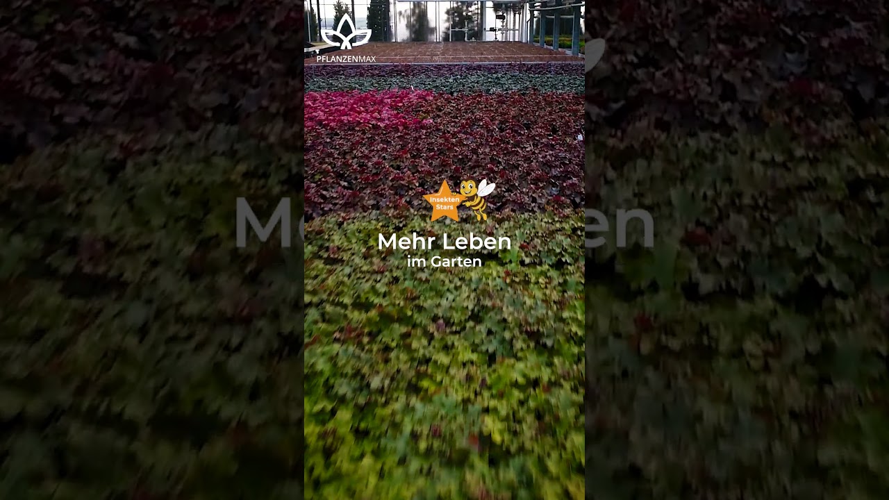 Stauden für moderne Gärten 🌿 pflegeleicht & langlebig | Pflanzemax