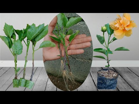 HOW TO PROPAGATE HIBISCUS FROM CUTTINGS - YouTube