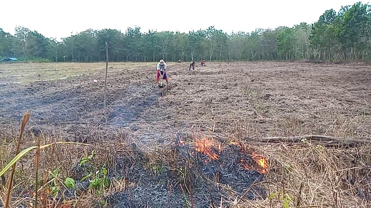 Pembuatan lahan oyong episod 1 - YouTube