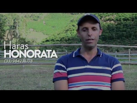 Vídeo: Como Vender Um Cavalo Em