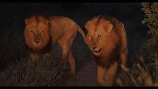 A Coalition Of Three Male Lions Enter The Manyeleti Kambulas