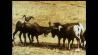 Lassie - Episode #436 - "Day of Bighorn" Season 13, Ep.19 - 1/29/1967