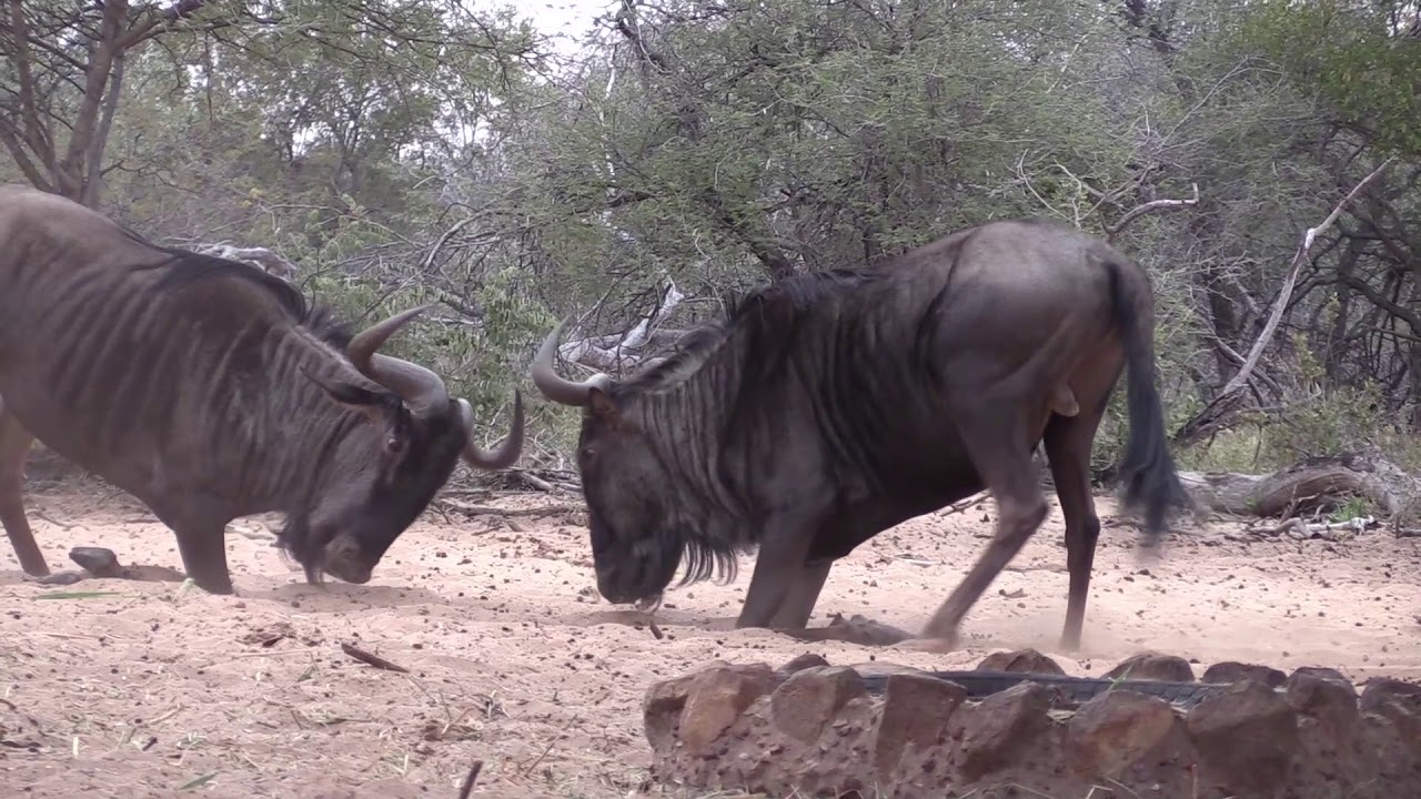 African Archery Hunt 2018 YouTube