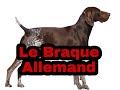 Le Braque Allemand: Caractère, Education, Santé, Alimentation et Entretien.