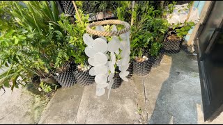 Celebrity Capiz Shell Wind Chimes Net Worth