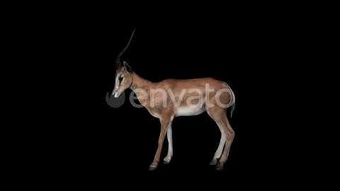 Gazelle Kick | Motion Graphics - Envato elements