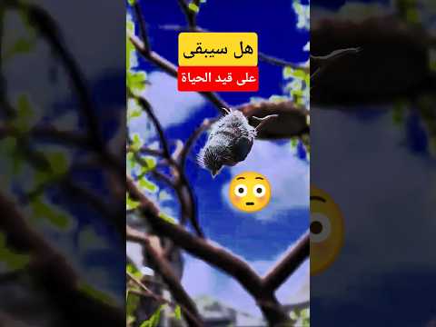 سقط الطائر الصغير من الاعلى ولكن