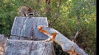 The tale of the brave raccoon cub