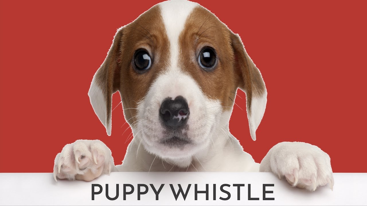 Puppy Whistle Sound YouTube