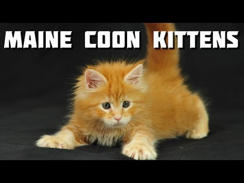 Video: Welk Voer Voor De Maine Coon (volwassen Kat En Kitten): Droog En Nat Voer, Aanbevelingen, Toegestaan en Verboden Voer