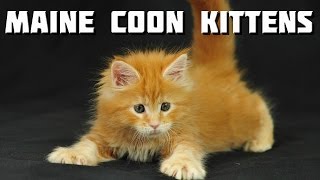 Maine Coon Videos  10 minutes of Maine Coon Kittens