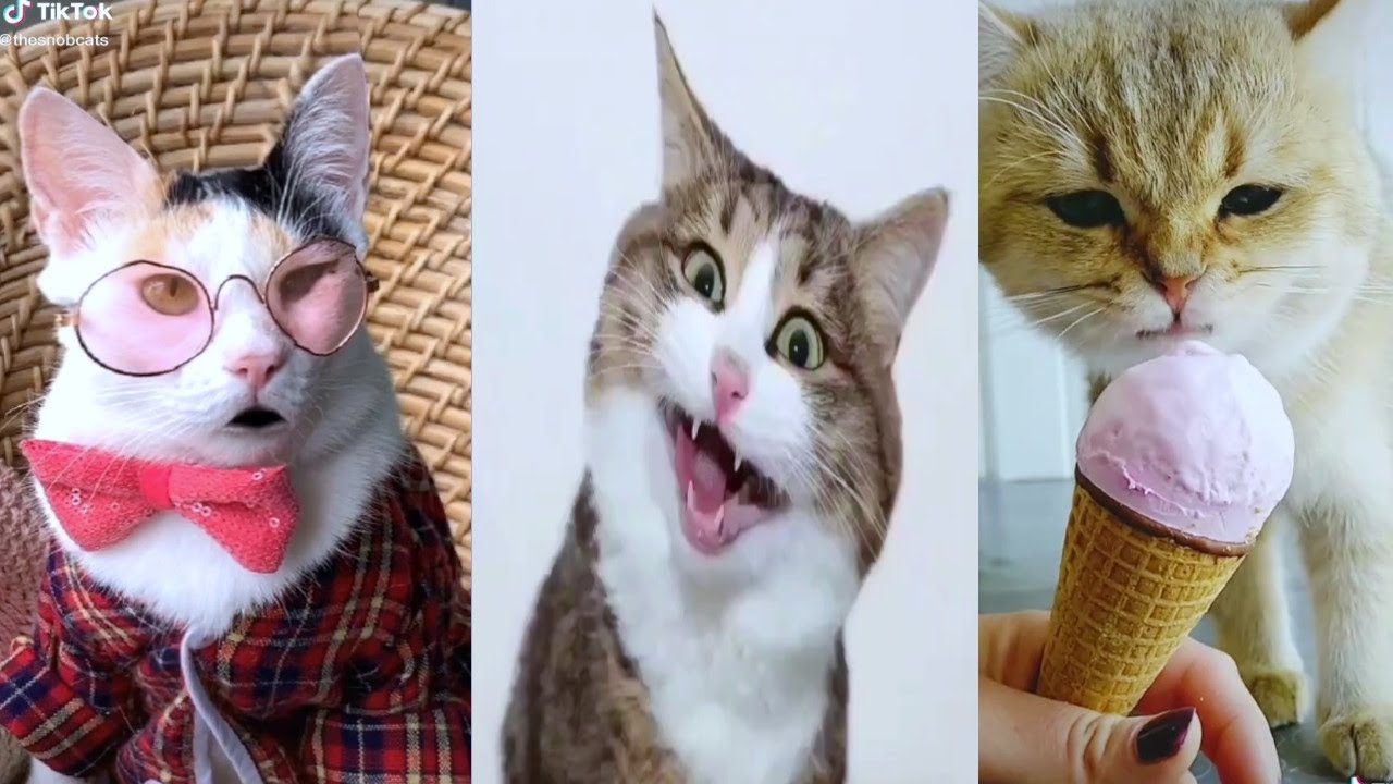 Cats Of TikTok Compilation 1 YouTube