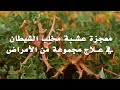 بث مباشر عشبة مخلب الشيطان وفوائدها 