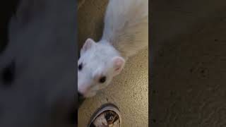 Weegie Is Doing Well