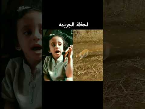 البسه قتلت العصفورات فطومة