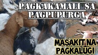 Pagpupurga Ng Kambing  Epekto Ng Sobrang Paggamit  Ng Pdanurga