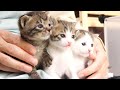 まるで生きてるぬいぐるみみたいなモフモフ子猫達【赤ちゃん猫　保護猫】