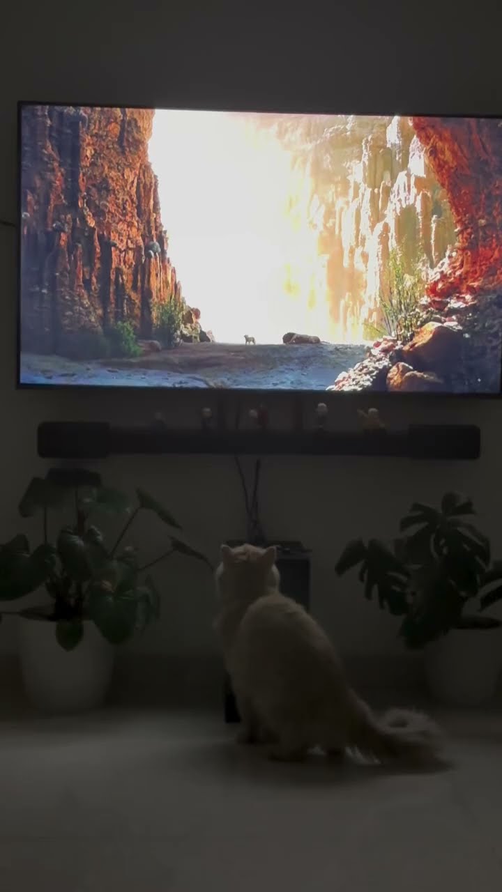 Top des vidéos très mignon