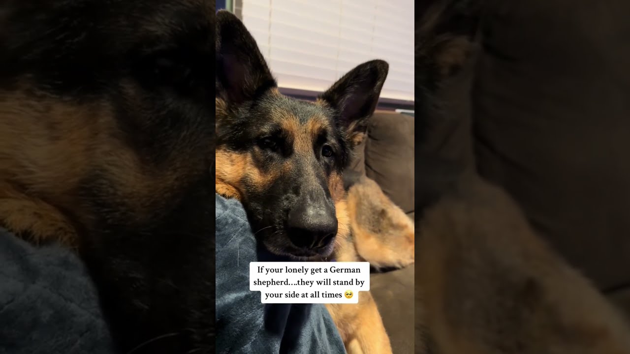 He Is The MOST DEVOTED DOG Shorts Germanshepherd
